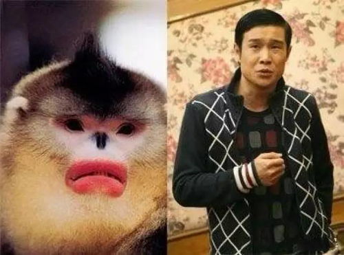  笑死了柳岩吐槽李诞眼睛太小,那些和动物撞脸的明星还真的是不少