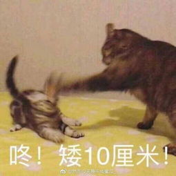  求咚矮几厘米的表情包就一个人拿锤子锤另一个人的,想要数字大点