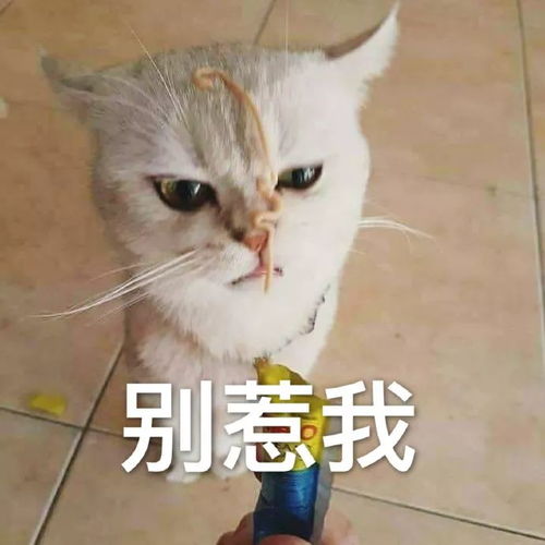  猫咪表情包干啥啥不行,睡觉第一名养猫