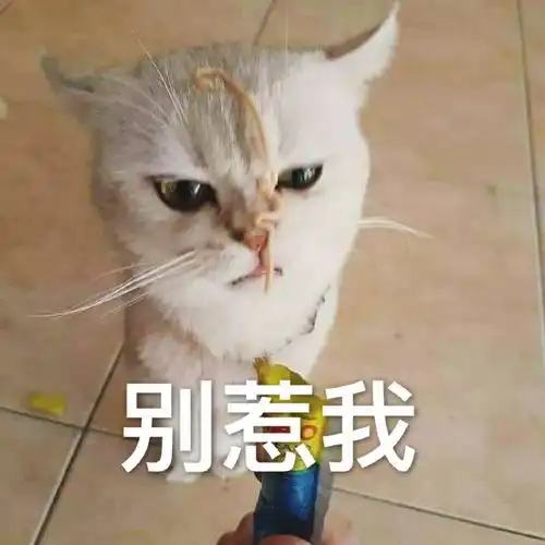 猫咪表情包干啥啥不行,睡觉第一名养猫 猫咪表情包干啥啥不行,睡觉第一名养猫