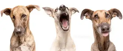 德摄影师拍三萌犬吐舌大笑俘获人心 德摄影师拍三萌犬吐舌大笑俘获人心