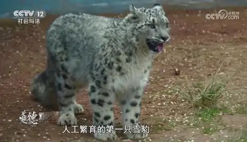 雪豹表情包繁殖