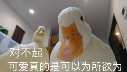  为了拍广告敢这样上镜,倪妮好拼