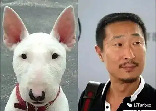 值得收藏的动物手办系列之牛头梗手办 值得收藏的动物手办系列之牛头梗手办