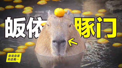 水豚情绪稳定,为什么它有治愈心灵的魔力四种猜想 水豚情绪稳定,为什么它有治愈心灵的魔力四种猜想