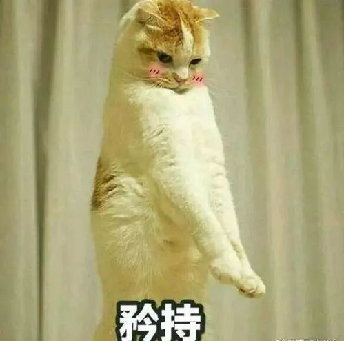 可爱喵咪表情包阿肥