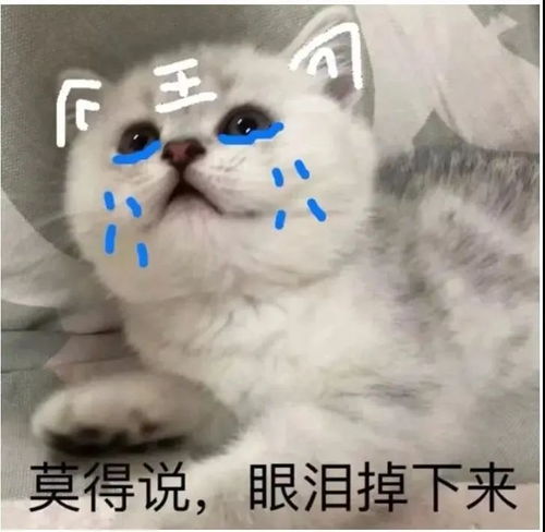 五六七表情包猫咪