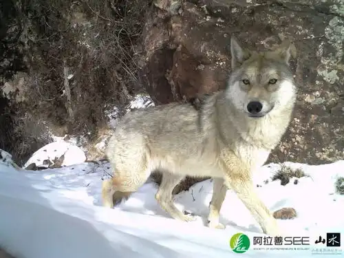 六种汪给您齐拜年 六种汪给您齐拜年