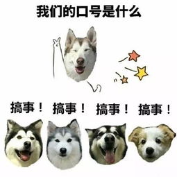  你是一条傻狗表情包