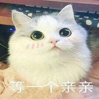 猫咪表情图片