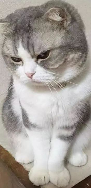 猫咪哭表情包剃毛