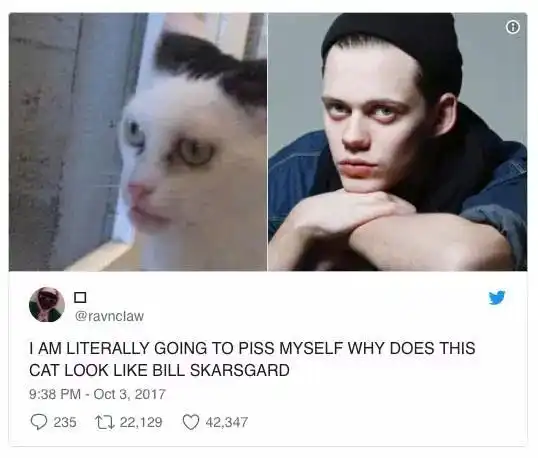 有些猫注定要成为表情包,因为太丑了 有些猫注定要成为表情包,因为太丑了