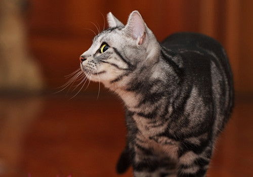  深受人们喜爱的家庭猫猫