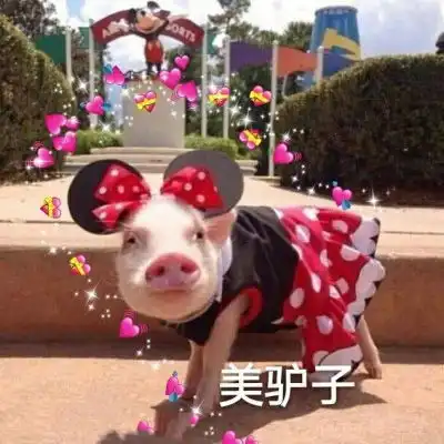 猪猪情侣头像呆萌一左一右抖音可爱真实猪情侣头像 猪猪情侣头像呆萌一左一右抖音可爱真实猪情侣头像