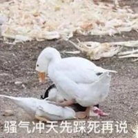 鹅张嘴表情包