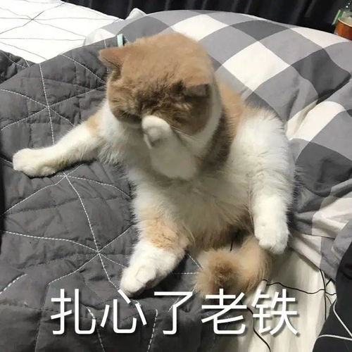  盘点那些沙雕让人笑喷的猫咪名字,叫猪狗的过分了啊
