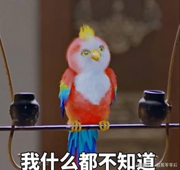  00后把楚乔传里的鹦鹉看火了