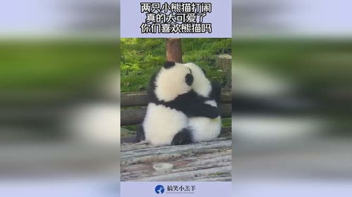 两只小熊猫打闹,真的太可爱了,你们喜欢熊猫吗