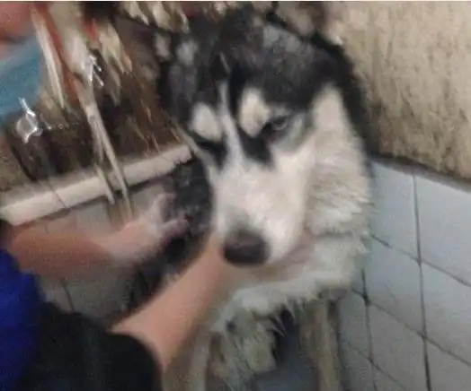 哈士奇咬死老爸养的荷兰猪,这要怎么和老爷子开口交代啊 哈士奇咬死老爸养的荷兰猪,这要怎么和老爷子开口交代啊