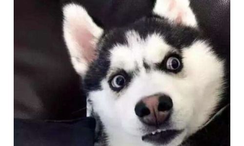  哈士奇成犬想要保持健康体型,宠小皮狗粮告诉您要少吃脂肪多的食物