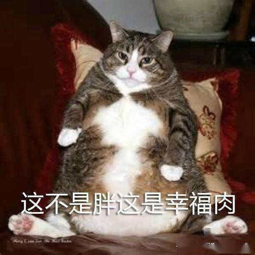 喵咪万恶之源表情包