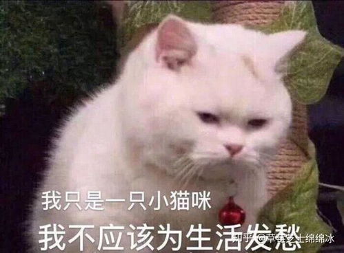  有哪些可爱的表情包