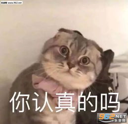  你认真的吗表情包安排上了表情包图片下载乐游网游戏下载
