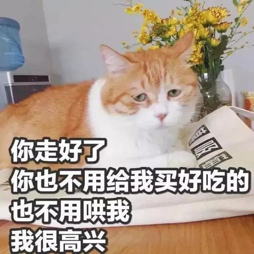 喂狗粮表情包孙佺