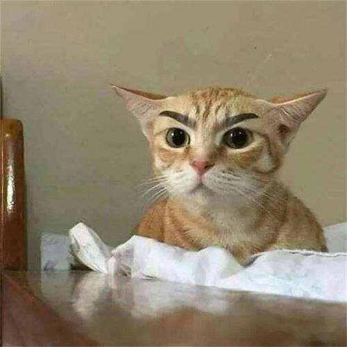  功夫喵