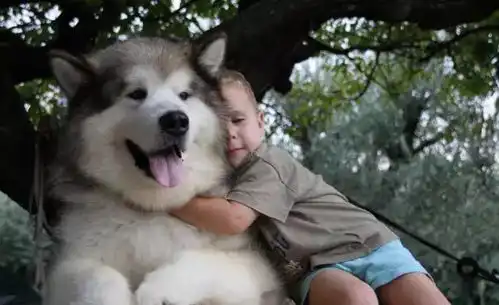 跟这只狗狗抢玩具,连哈士奇都只能认输心疼二哈 跟这只狗狗抢玩具,连哈士奇都只能认输心疼二哈