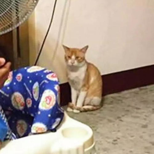  猫咪盯着主人和宝宝拥抱,痛心却无能为力,网友是有故事的猫