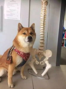  让人无法生气的日本柴犬,这个表情简直萌cry啦