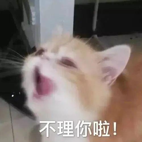  不理你啦丨第445期喵表情包