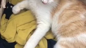  被主人遗弃的小橘猫,表情很忧郁