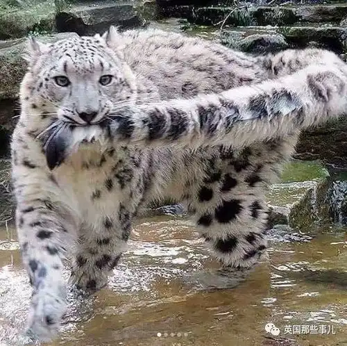 咬尾巴的雪豹,呆萌的干脆面,睡着的小金毛,让我们暖你一下好么 咬尾巴的雪豹,呆萌的干脆面,睡着的小金毛,让我们暖你一下好么