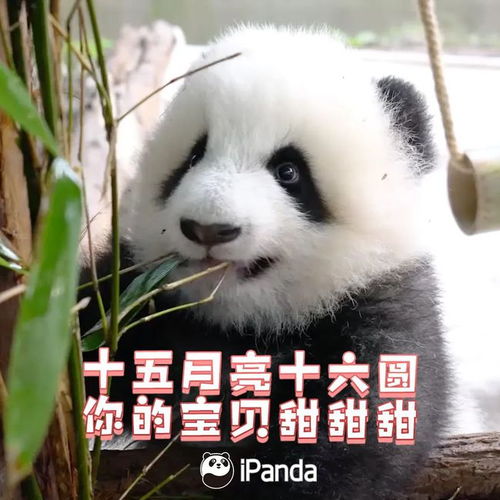 猛虎落泪表情包 微博元