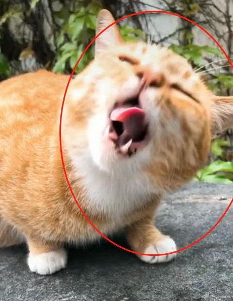  橘猫因超丑表情包爆红,奶凶奶凶的,猫铲屎的,你胆肥了