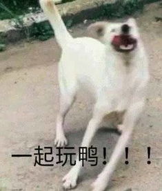 狗子表情包大全
