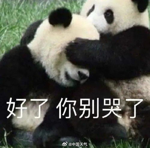  大熊猫再次强调不要拿拍蒜的刀切苹果