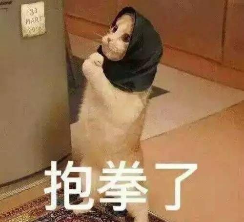  猫为什么能跳这么高大概是它们天赋异禀吧