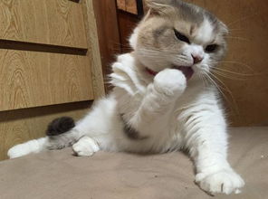 主人新买了猫粮让猫咪试吃,猫吃完后表情大变,这表情让人笑哭
