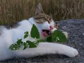 猫咪吃猫薄荷表情大合集吐舌打滚超可爱 猫咪吃猫薄荷表情大合集吐舌打滚超可爱