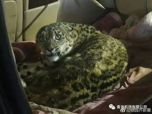 安全生产|西宁机场完成国家一级保护动物运输工作 安全生产|西宁机场完成国家一级保护动物运输工作