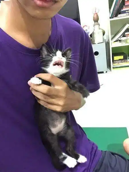 铲屎官带小猫咪去打针,小猫咪有点害怕 铲屎官带小猫咪去打针,小猫咪有点害怕