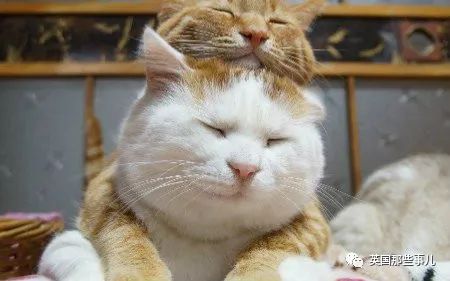  猫叔回猫星了它世无争的幸福表情,治愈了无数网友网易订阅
