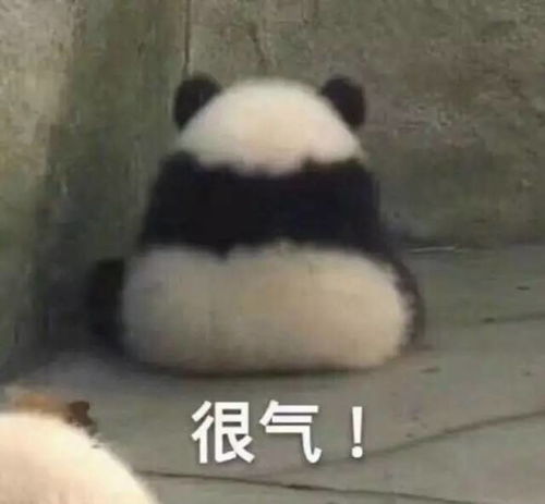  看熊猫滚滚摔跤看到沉迷熊猫一天到底要摔多少个跟头