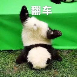  可爱的熊猫表情包合集