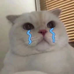  猫咪表情包难道我不是你最爱的小猫咪了吗你居然喜欢别人