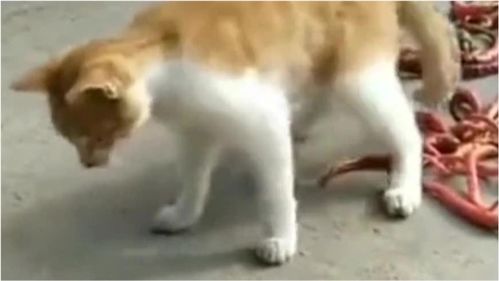  毒蛇橘猫我玩了那么久都没被咬,你一看怎么就中招了