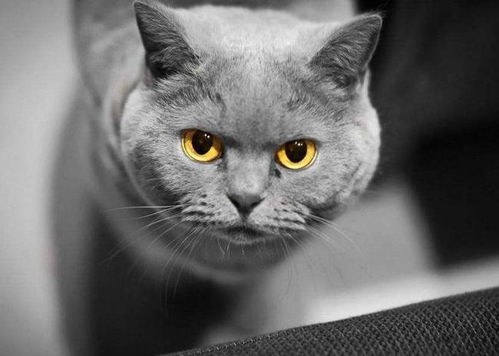  猫咪能寄快递吗
